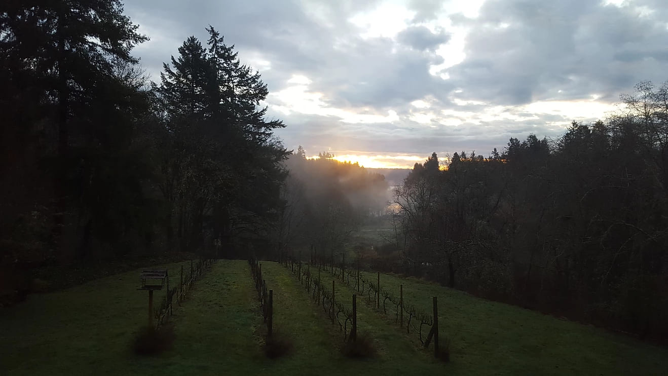 Sunrise over the vineyard