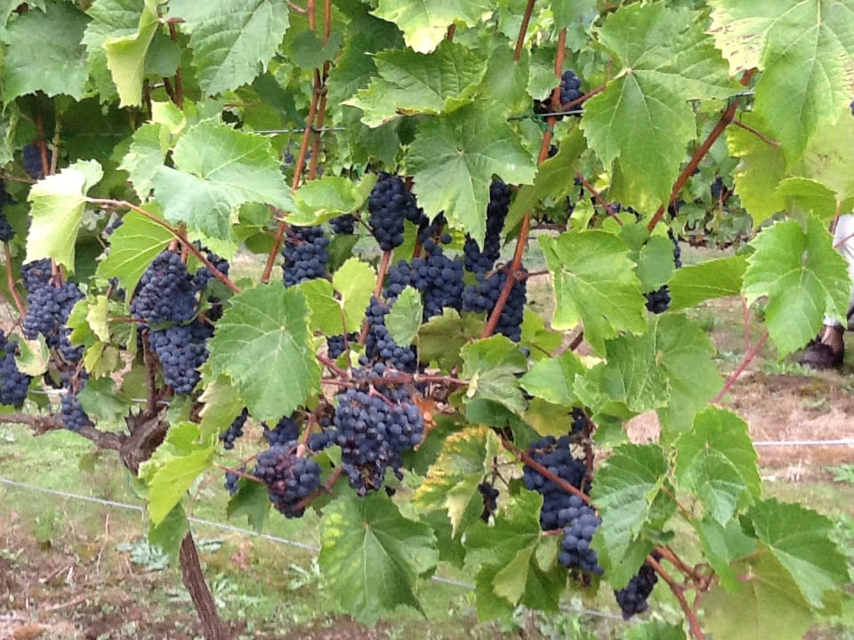 Grapes at harvest