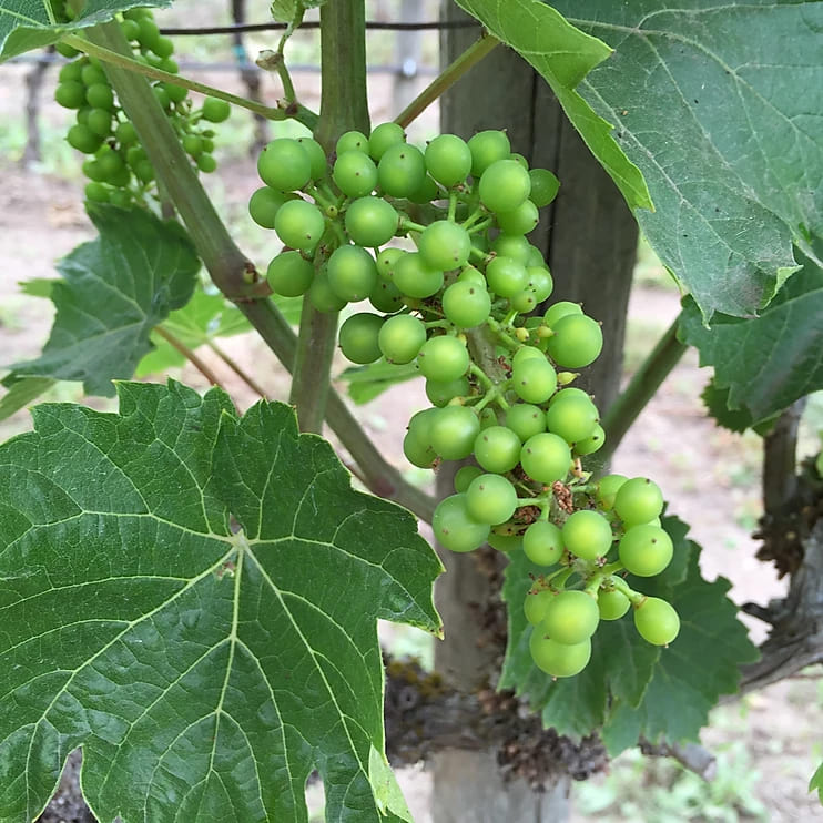 Mid-season grapes